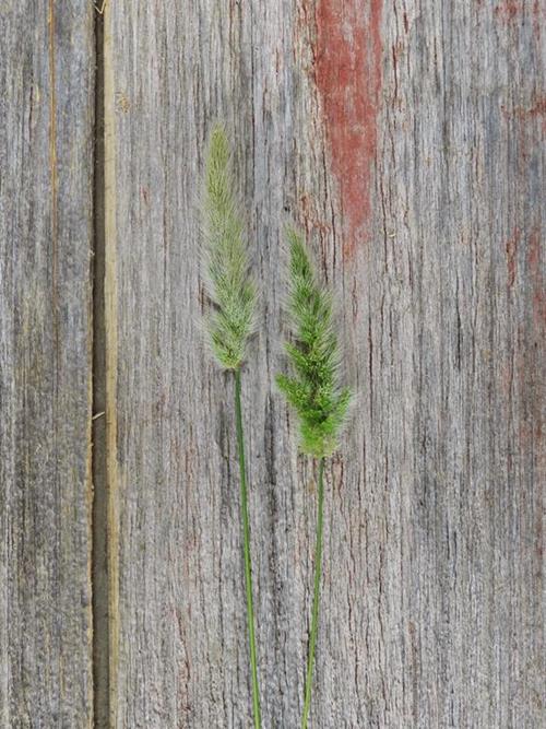 BUNNY TAIL GRASS